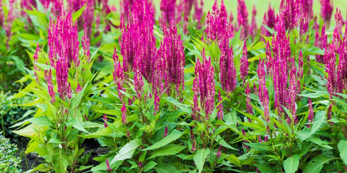 Amaranth leaves are very healthy