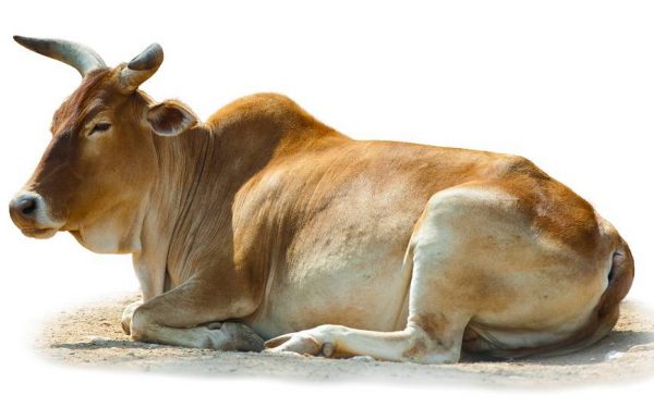 desi or Indian breed cow A2 milk